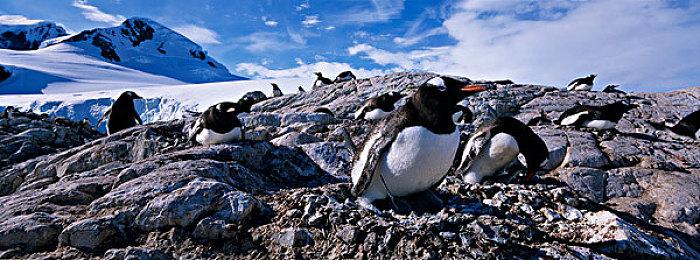 《炉石传说》潮汐王座新卡预览 6月1日上线